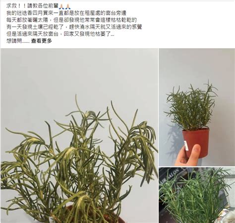 陽台西曬|西曬陽台植物指南：選擇與照顧西曬陽台的大型植物